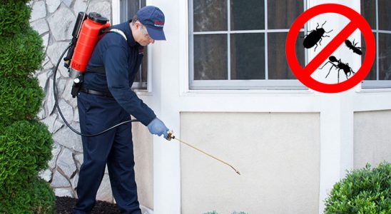 Çeltik Dezenfeksiyon böcek ilaçlama ve haşere kontrolü — ilaclama-tr.com
